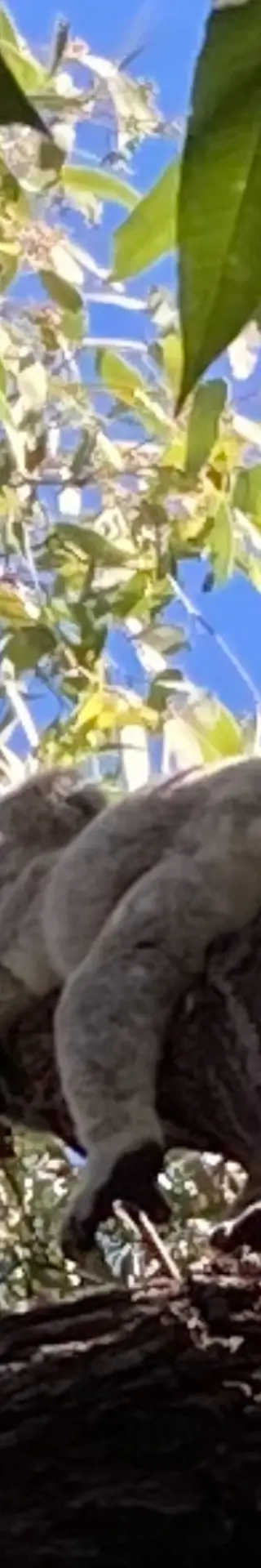 Koala-Abenteuer auf Magnetic Island